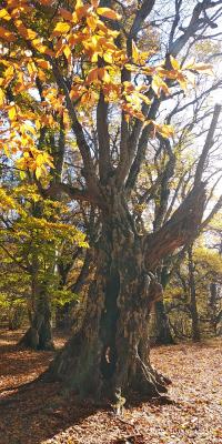 Прикрепленное изображение: IMG_20191019_110556.jpg